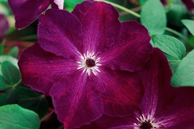 Clematis ‘Night Veil’ s letným obdobím kvitnutia
