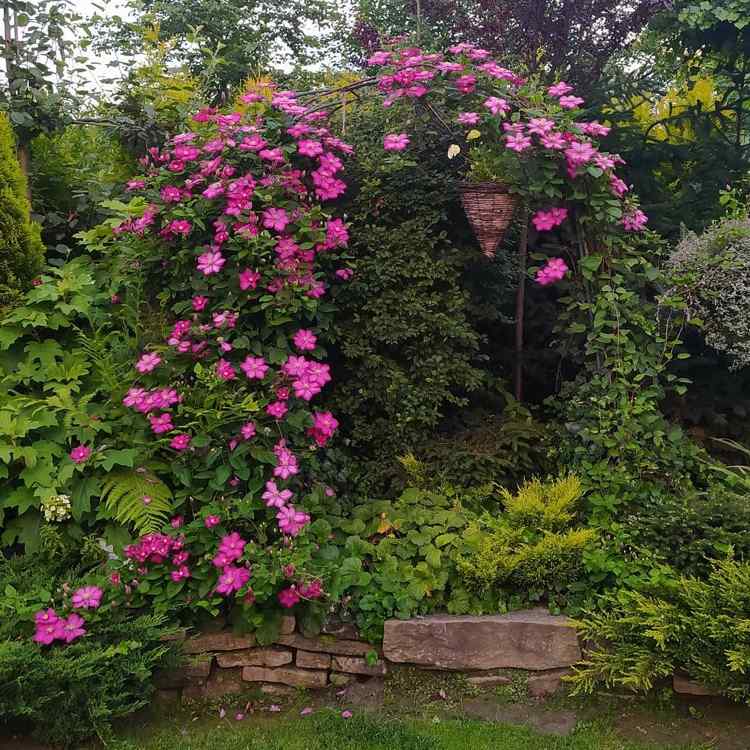 Plamienky, ktoré kvitnú celé leto