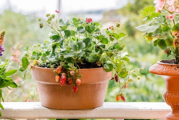 Jahody v terakotovom kvetináči na balkóne