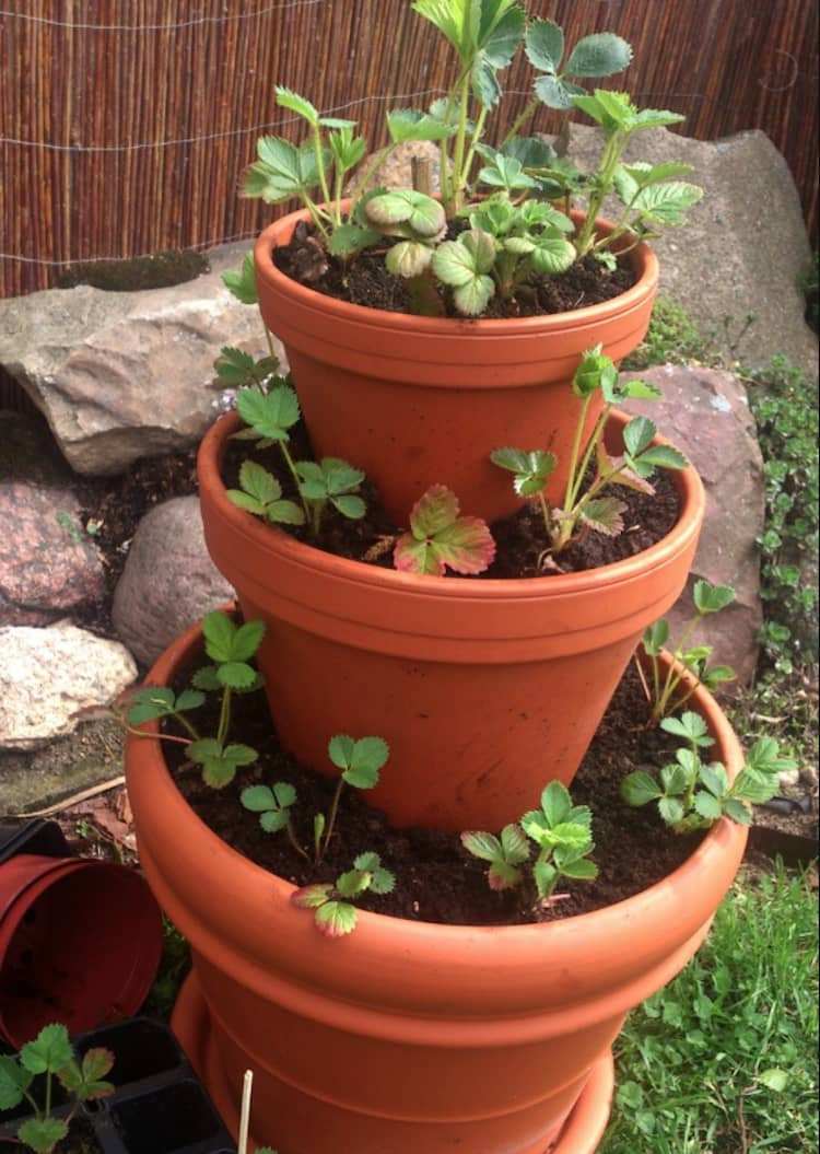 Hrncová veža na jahody z terakotových kvetináčov