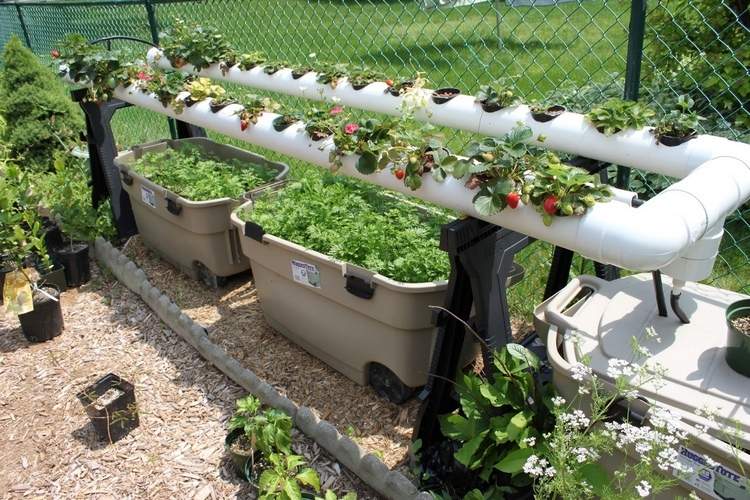 jahody v PVC potrubí horizontálne