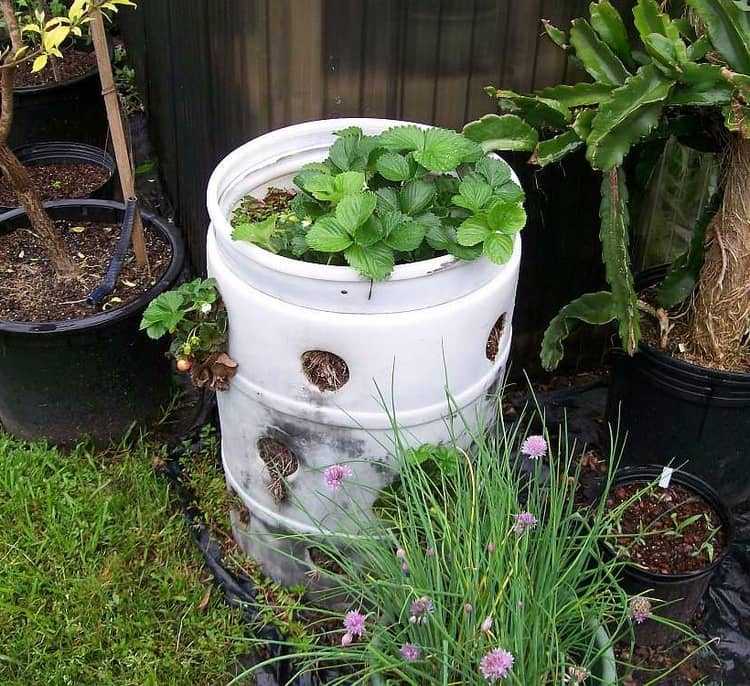 Výsadba jahôd v plastovom sude v záhrade