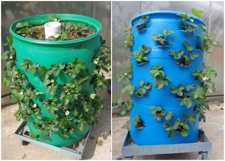 Vyvýšený záhon pre jahody z plastového suda