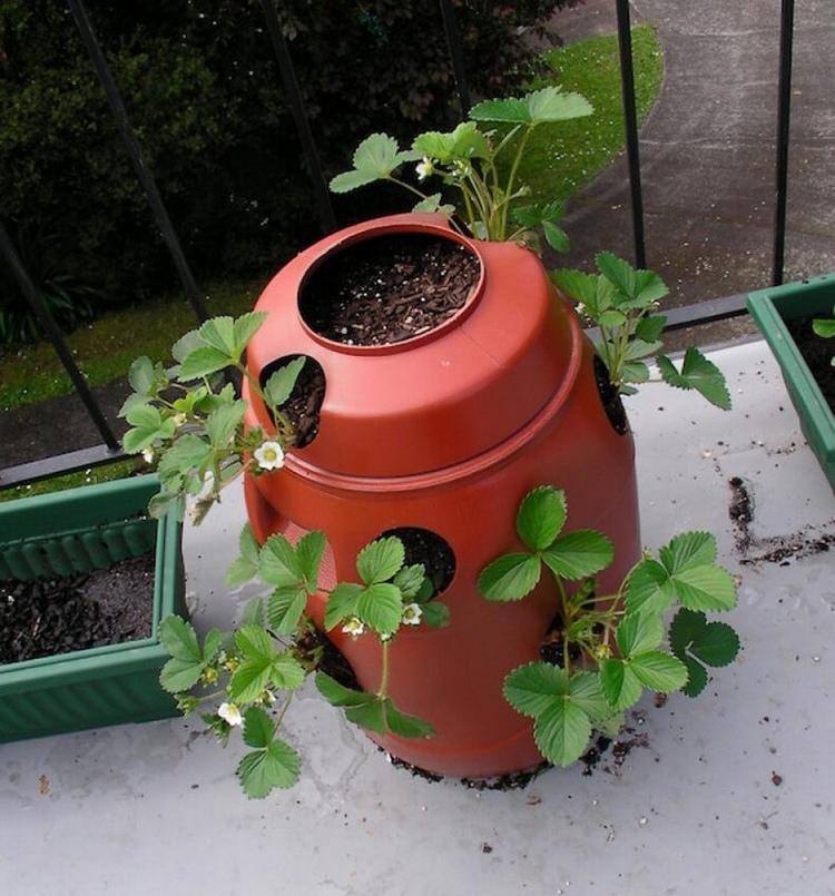 Jahody v malom plastovom sude na balkóne