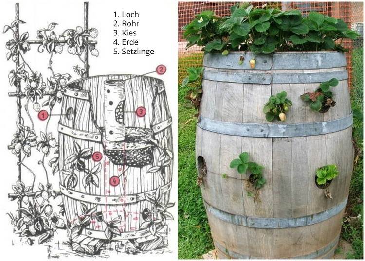 Drevený sud ako vyvýšený záhon pre jahody v záhrade