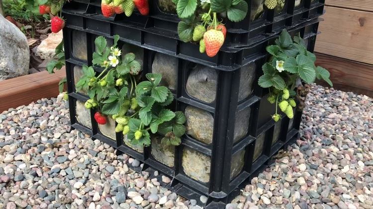 Jahodová veža vyrobená z plastových škatúľ na zeleninu