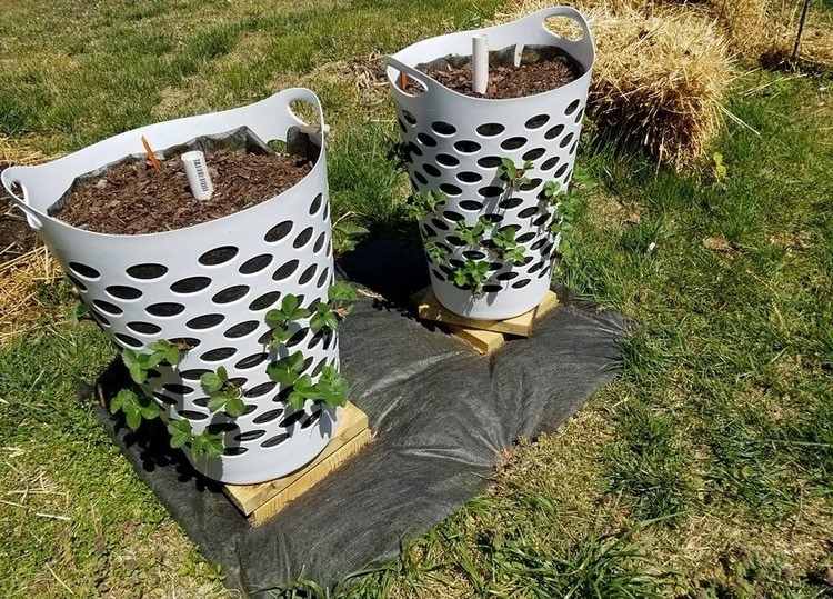 Zasaďte jahody do plastových košov na bielizeň