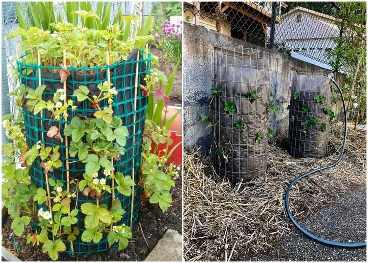 Jahody vysádzajte vertikálne do vriec a mreží