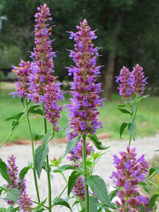 Motýľ záhradný aníz yzop purpurový motýle záhradný aníz yzop purpurový