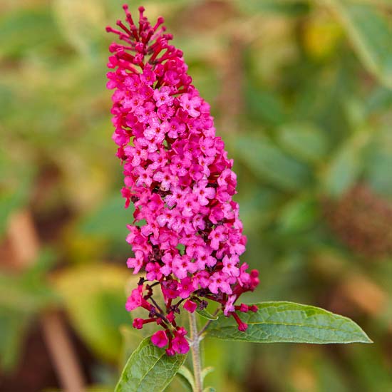 atraktant motýľovitých kríkov Motýle v záhradnom motýľovom kríku