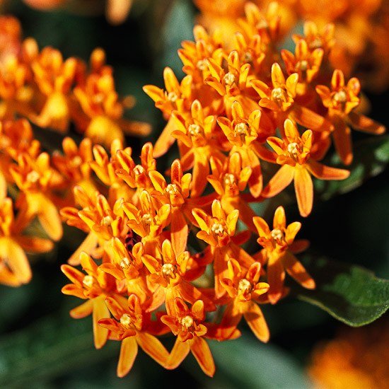 motýle rastlín z oranžového hodvábu motýle pomarančovníka v záhrade