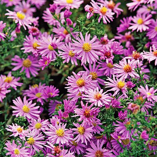 Motýle priťahujú druhy rastlín aster Motýle v záhrade astra druhy rastlín