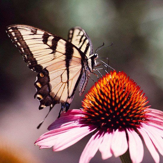 motýľ záhradný klobúk proti slnku motýľové rastliny červený koník