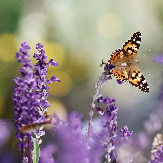 motýľ kvety mainacht modrá kráľovná motýle rastliny mainacht modrá kráľovná