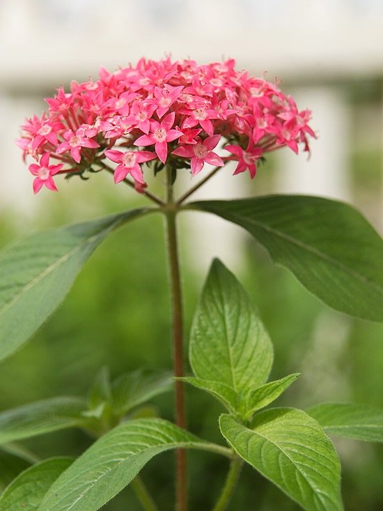 motýľové kvety penty purpurovo ružové motýľové kvety záhrada pentas