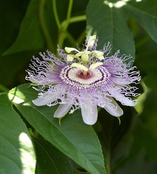 Mučenka popínavá rastlina Vášnivý lezec láka záhradu motýľov