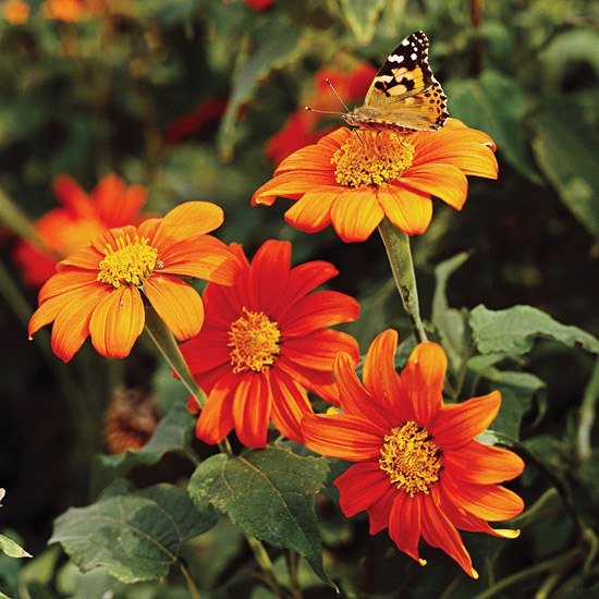 záhrada motýľov mexických slnečníc mexické slnečnicové motýle v záhrade
