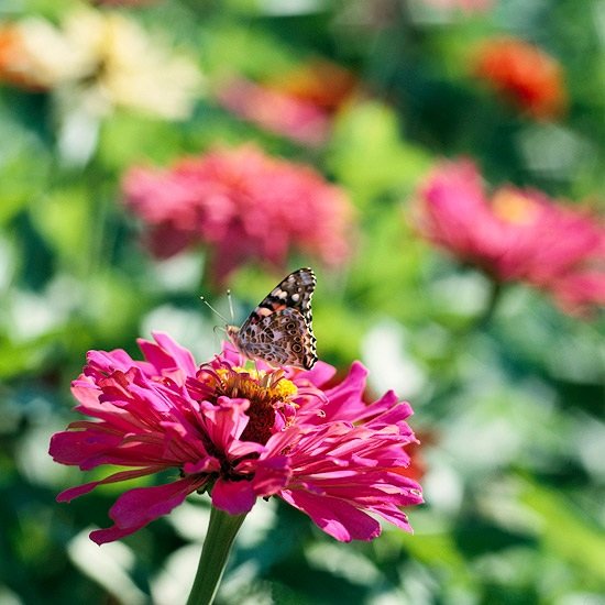 zinnia v záhrade motýle Cínia v záhrade priťahuje motýle