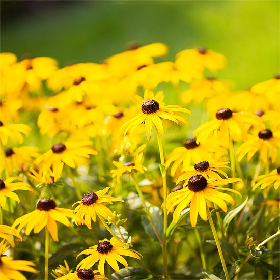 čiernooký susanne letný kvet čiernooká záhrada susanne v lete