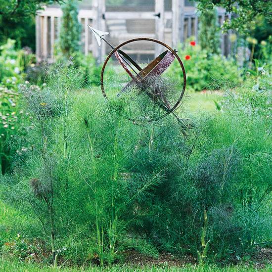 motýle záhradné rastliny fenikel bronzový Motýle v záhrade rastlina fenikel bronzový