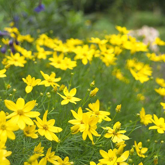 dievčenské oko kvetinové motýle záhradná návnada kvet dievčenského oka vábi motýle v záhrade