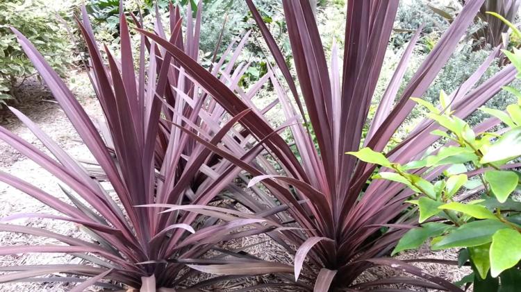 Záhradné kríky s červenými listami cordyline-australis-kapusta-strom