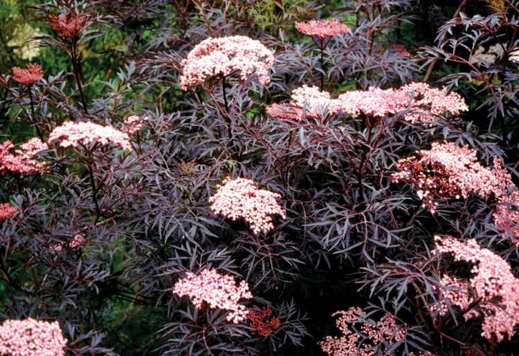 záhradný ker-červené-listy-sambucus-nigra-star