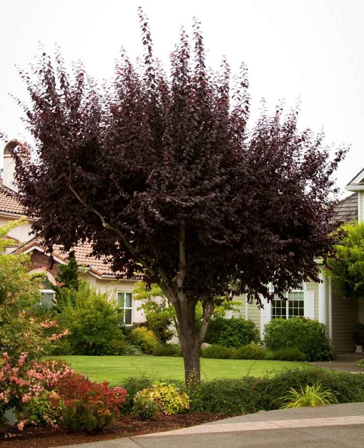 strom s červenými listami prunus cerasifera čerešňová slivka