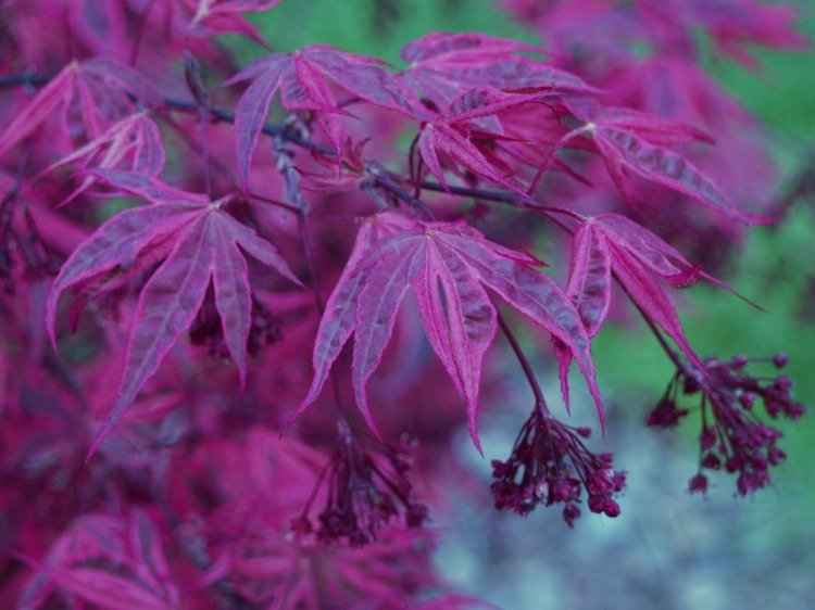záhradný ker-červené-listy-acer-palmatum-faecher-javor