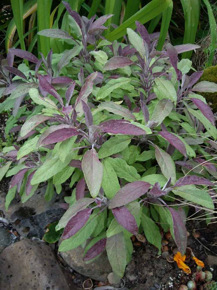 záhradné kríky-červené listy-salvia-officinalis-pravá-šalvia