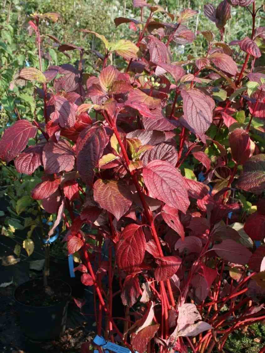 Krík s červenými listami Červený drieň Cornus sanguinea