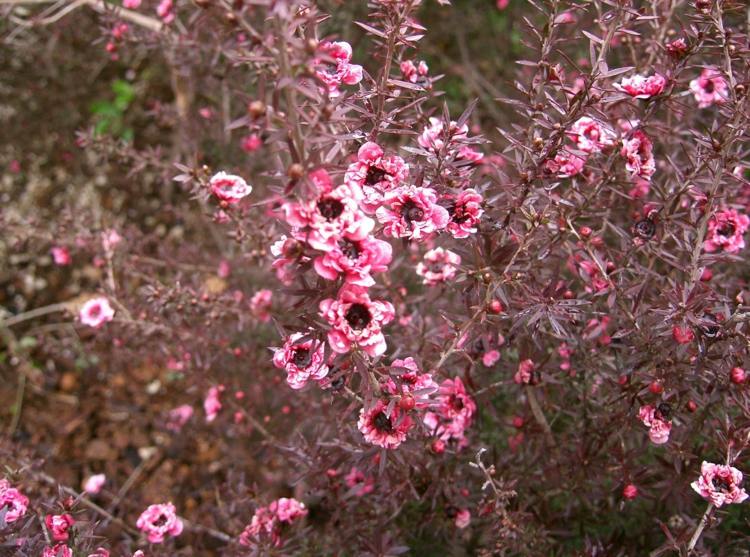 Záhradné kríky s červenými listami leptospermum-scorparium-suedseemyrte