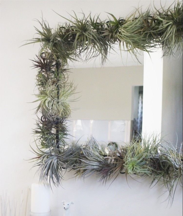 tillandsia-rastliny-bez koreňov-zrkadlové-rámce-vložené