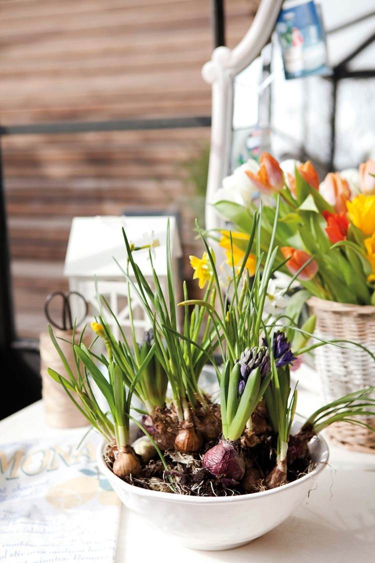 Nápady na dekoráciu s kvetmi - cibuľovité rastliny - narcisy - hyacinty - misa