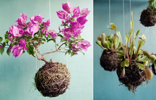 chladné kvetináče pletená dekorácia domu izbové rastliny orchidey