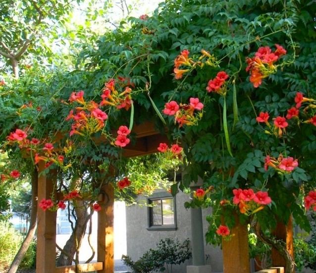 Trúbka-kvetina-oranžová-akcenty-pergola-záhradný plot-nápad