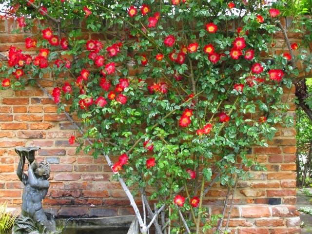 nápady záhradná stena tehly lezenie ruža fontána socha nápady záhradná stena tehly lezecká ruža fontána