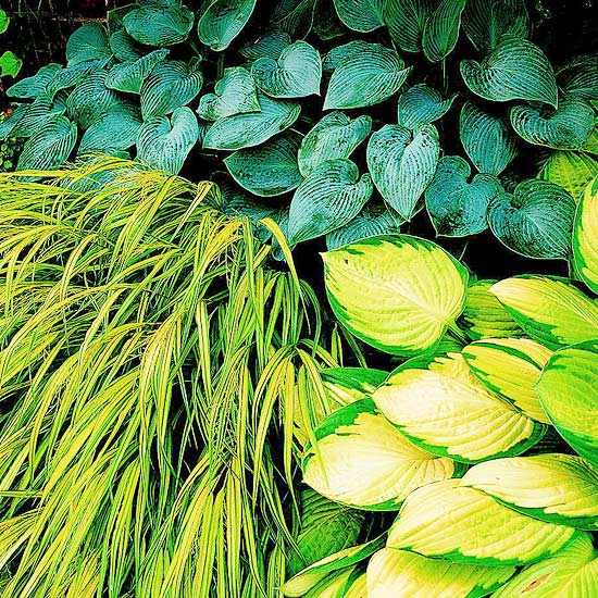 nápady na prvky záhradného dizajnu zelené listy