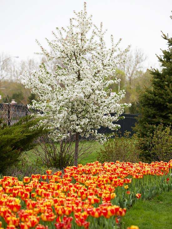 nápady na prvky záhradného dizajnu tulipány farebné