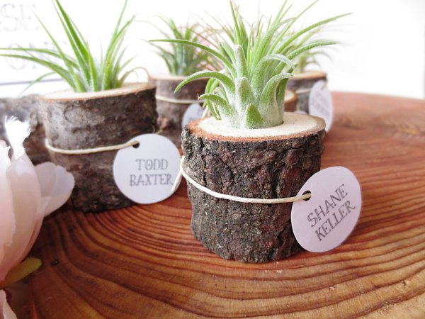 nápady na dekoráciu tillandsia bromélia kontajnerový peň deco nápady tillandsia kontajnerový peň stromu