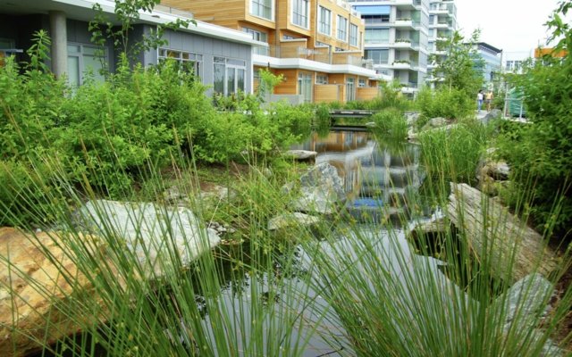 Kamene Okrasné stromy Záhradné jazierkové kríky Obytné budovy