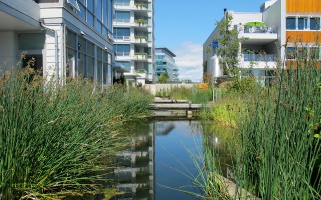 Obrázky vodnej záhrady príklady lavičky vodných rastlín