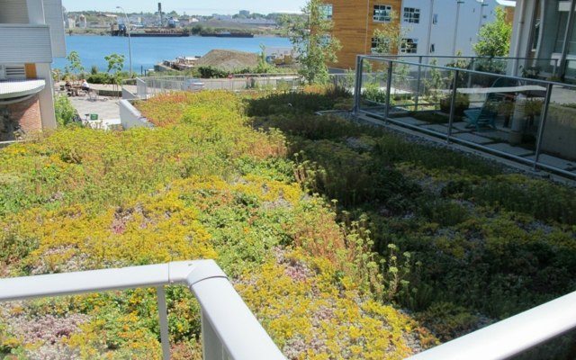 Strešná výsadba okrasných tráv pekný nápad okrasné stromy Ochrana pred slnkom obytné budovy záhrady príklady