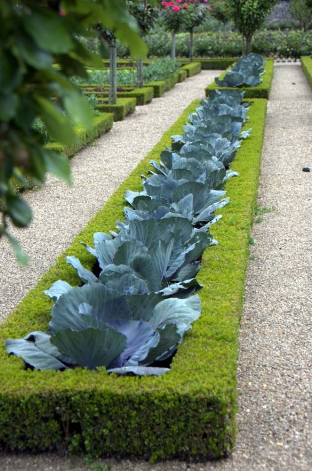 zeleninová záhrada dekoratívne rastliny kapustový box živé ploty zeleninové záhradné rastliny živé ploty z kapustnice