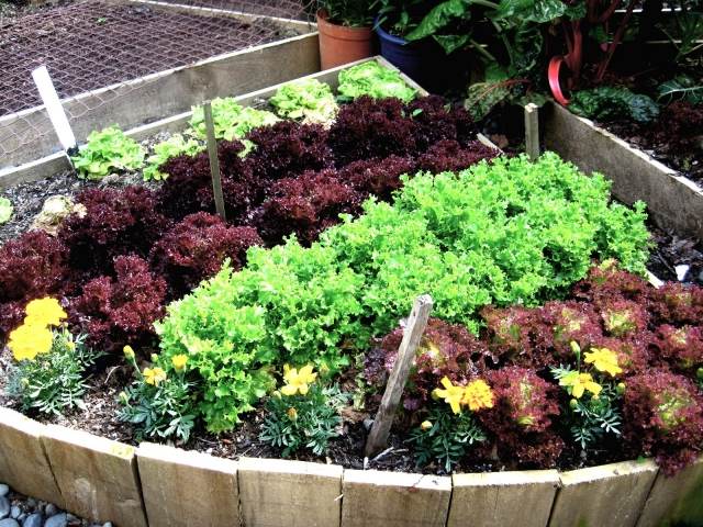 hrnčiarska záhrada dekoratívne nápady kvety šalát kombinovať hrnčiarska záhrada nápady kvety šalát kombinovať