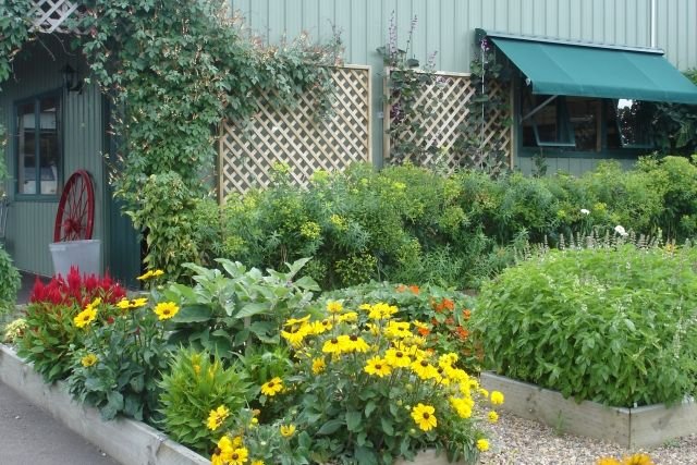 dekoratívne rastliny potager kuchynská záhradná kvetina dekoratívny potager kuchynská záhrada výsadba kvetov