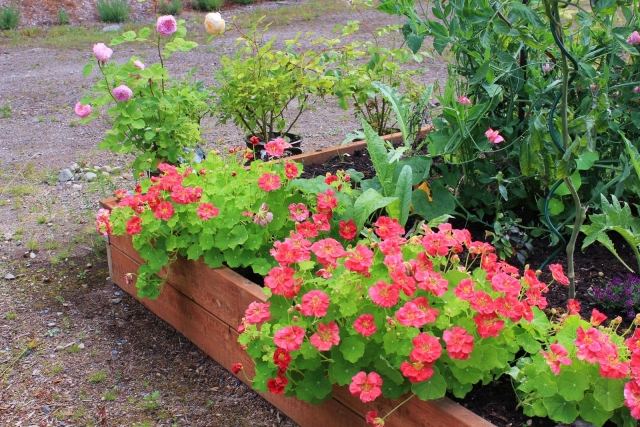 dekoratívne zeleninové záhradné kvety kvety vyvýšený záhon dekoratívne nápady zeleninová záhrada kvety vyvýšená posteľ