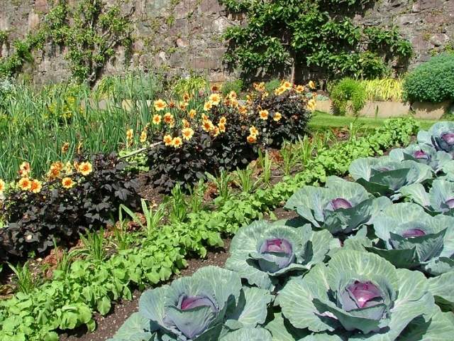 dekoratívna zeleninová záhrada kvety zelenina kapusta kombinácia dekoratívna zeleninová záhrada kvety zelenina kapusta