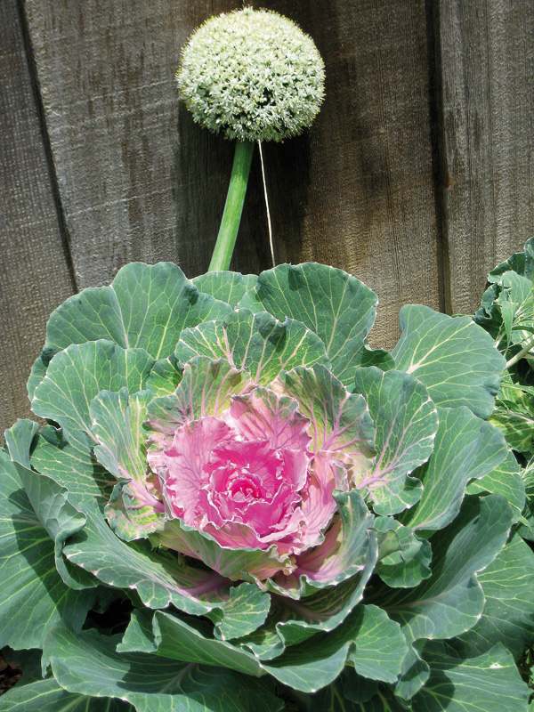 zeleninové záhrady dekoratívne rastliny kapusta cibuľové kvety dekoratívne zeleninové záhrady rastliny kapusta cibuľové kvety