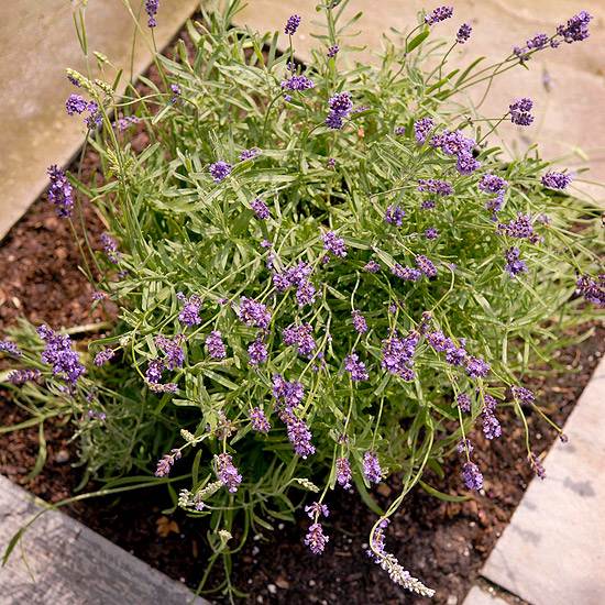 veľa kvetov používa nápady na čerstvé akcenty